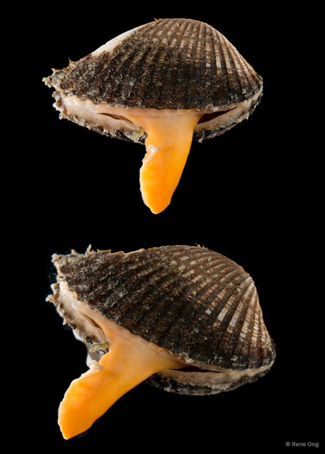 Arcidae sp. "2" • © Rene Ong • All Rights Reserved