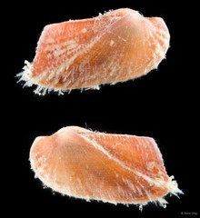 Arcidae sp. "69cddf12"