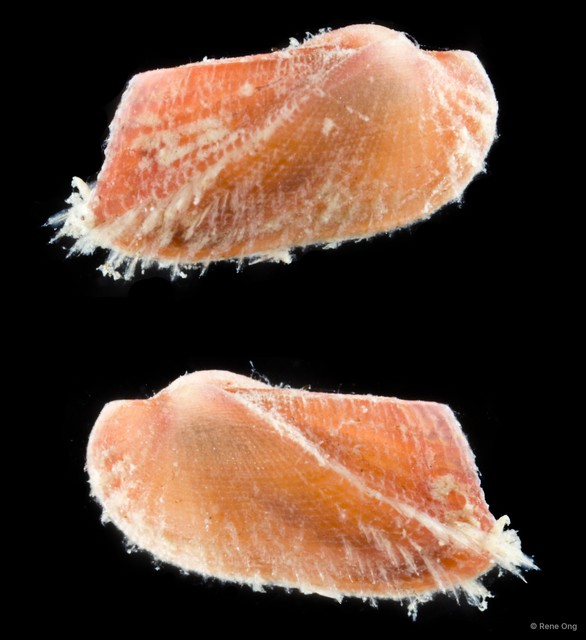Arcidae sp. "69cddf12" • © Rene Ong • All Rights Reserved