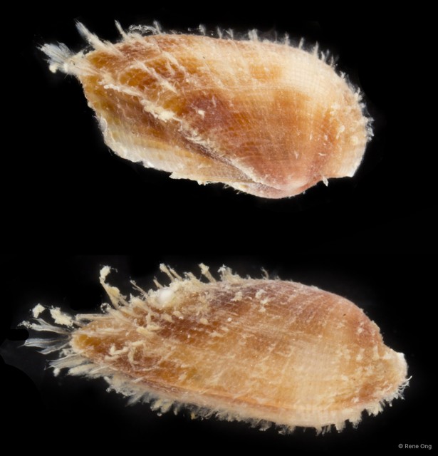 Arcidae sp. "69cddf1b" • © Rene Ong • All Rights Reserved