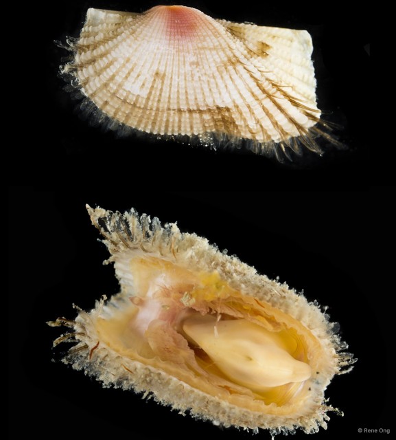 Arcidae sp. "69cddf21" • © Rene Ong • All Rights Reserved