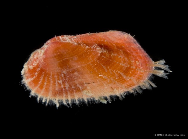 Arcidae sp. "bd1d160f" • © CMBS photography team • All Rights Reserved
