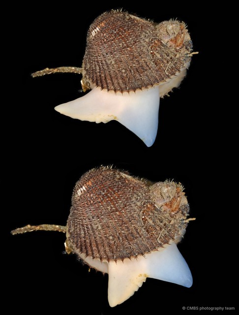 Arcidae sp. "e24c922e" • © CMBS photography team • All Rights Reserved