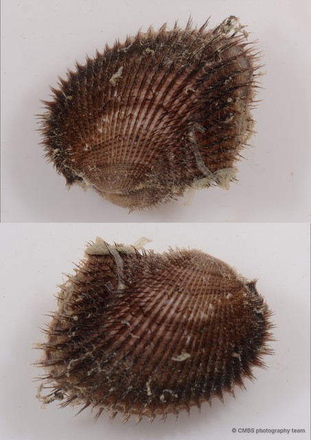 Anadara sp. "967dd4ea" • © CMBS photography team • All Rights Reserved