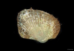 Anadara gubernaculum (Reeve, 1844)