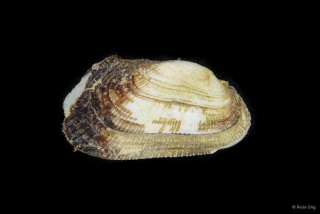 Barbatia obliquata • © Rene Ong • All Rights Reserved