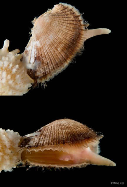 Mesocibota signata • © Rene Ong • All Rights Reserved