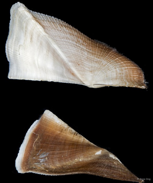 Trisidos tortuosa