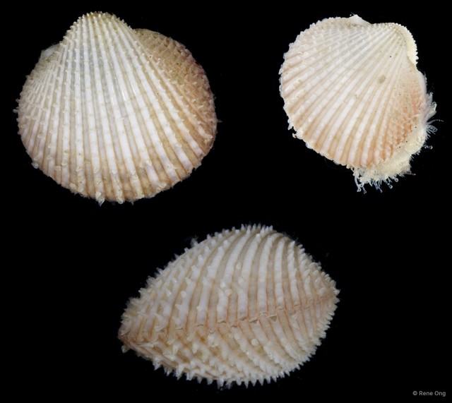 Cardiidae sp. "69cddf0f" • © Rene Ong • All Rights Reserved