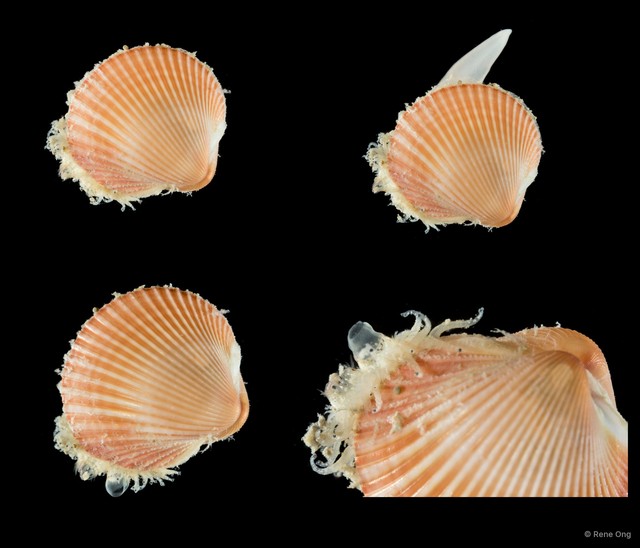 Cardiidae sp. "Cockle 1" • © Rene Ong • All Rights Reserved