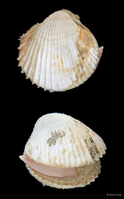 Cardiidae sp. "Cockle 2" • © Rene Ong • All Rights Reserved
