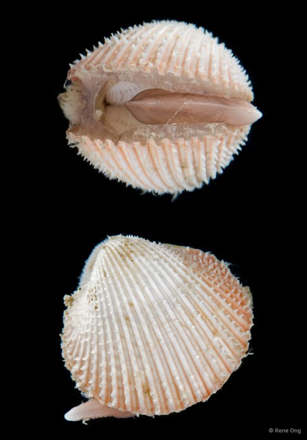 Cardiidae sp. "Cockle 3" • © Rene Ong • All Rights Reserved