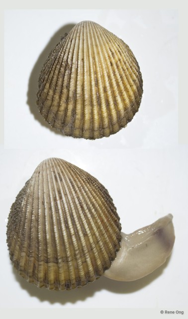 Cardiidae sp. "Cockle 4" • © Rene Ong • All Rights Reserved