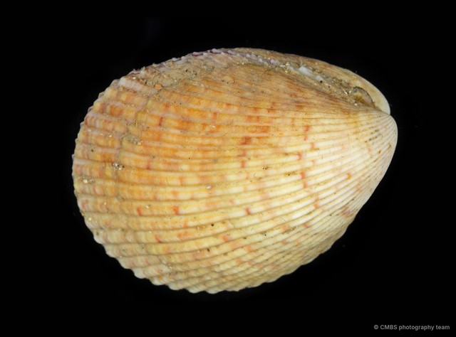 Cardiidae sp. "e24c9234" • © CMBS photography team • All Rights Reserved