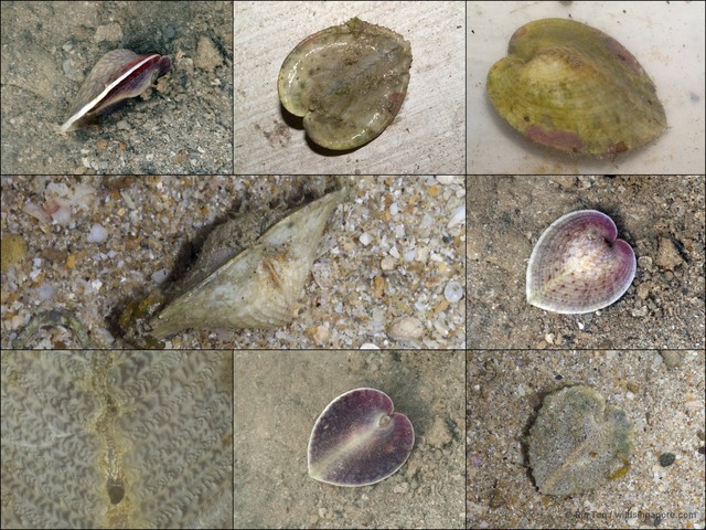 Corculum cardissa • © Ria Tan • All Rights Reserved