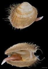 Maoricardium setosum (Redfield, 1846)
