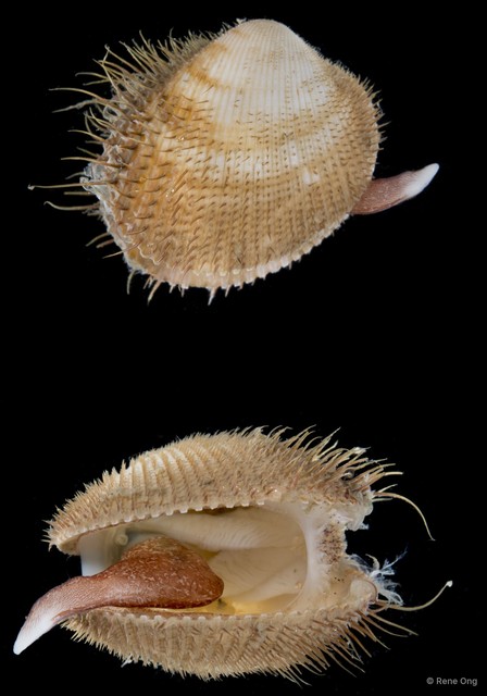 Maoricardium setosum • © Rene Ong • All Rights Reserved