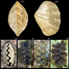 Tridacna crocea • © Neo Mei Lin • All Rights Reserved