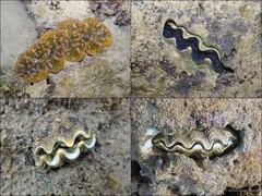Tridacna crocea • © Ria Tan • All Rights Reserved
