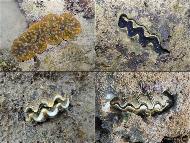 Tridacna crocea
