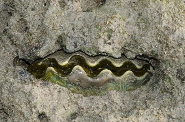 Tridacna crocea
