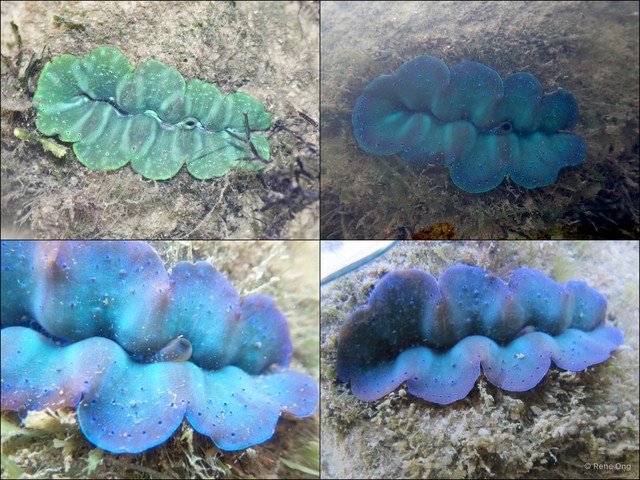 Tridacna crocea