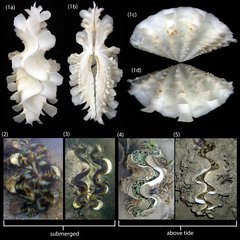 Tridacna squamosa • © Neo Mei Lin • All Rights Reserved