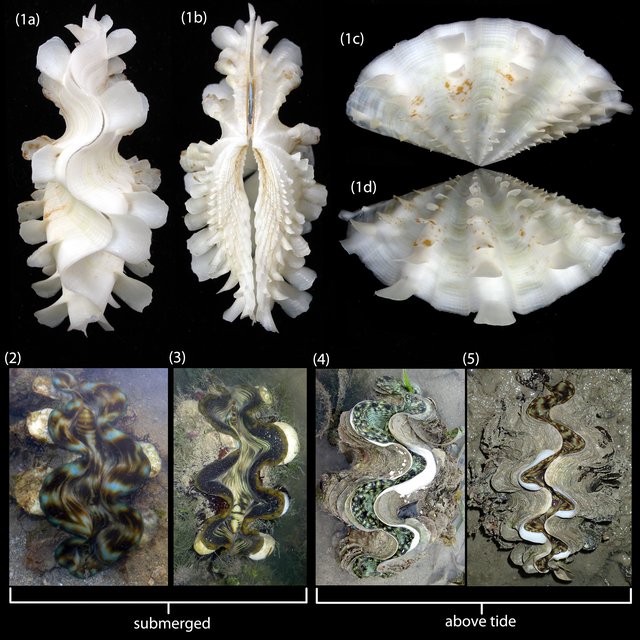 Tridacna squamosa • © Neo Mei Lin • All Rights Reserved