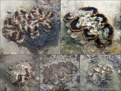 Tridacna squamosa • © Ria Tan • All Rights Reserved