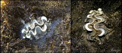 Tridacna squamosa • © Rene Ong • All Rights Reserved