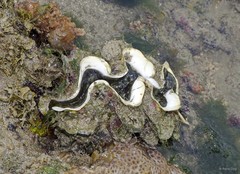 Tridacna squamosa • © Rene Ong • All Rights Reserved