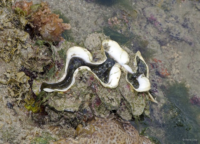 Tridacna squamosa