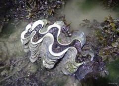 Tridacna squamosa • © Rene Ong • All Rights Reserved