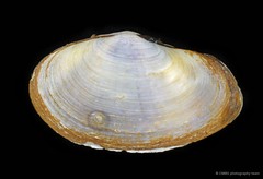 Hiatula sp. "e24c9242"