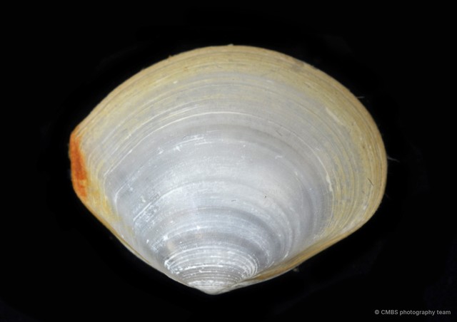 Tellinidae sp. "1" • © CMBS photography team • All Rights Reserved