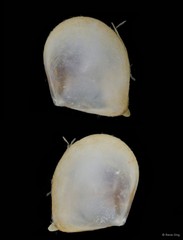 Tellinidae sp. "e24c91fc"