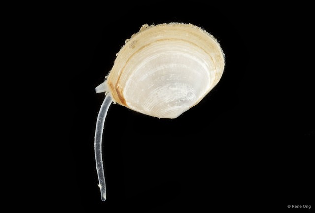 Tellinidae sp. "e24c921b" • © Rene Ong • All Rights Reserved
