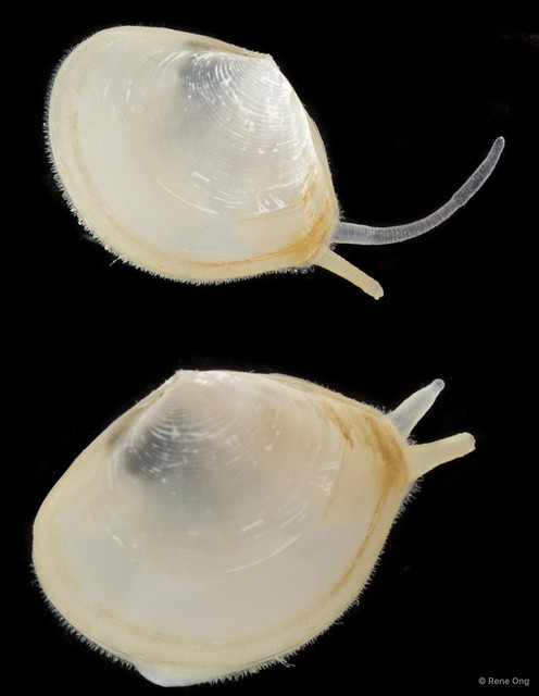 Tellinidae sp. "e24c930e" • © Rene Ong • All Rights Reserved