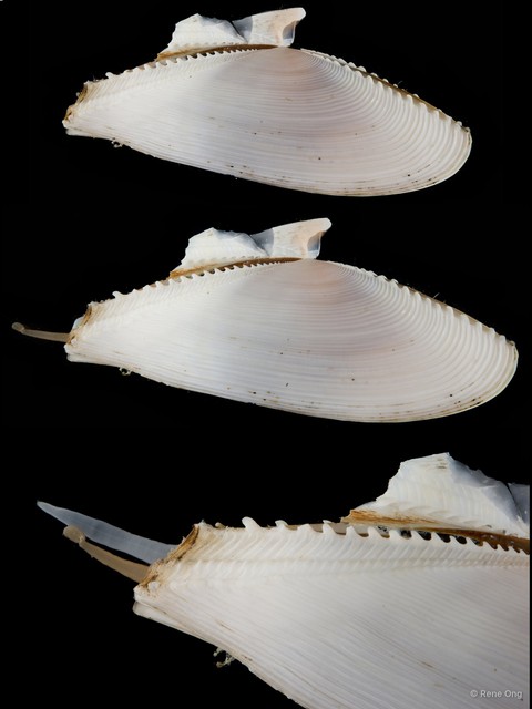 Dallitellina rostrata • © Rene Ong • All Rights Reserved