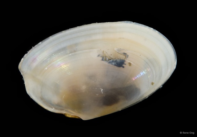 Hanleyanus sp. "cf. oblongus" • © Rene Ong • All Rights Reserved