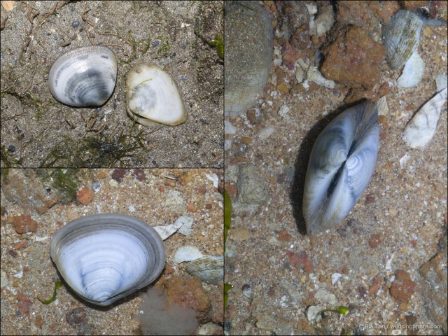Macalia bruguieri • © Ria Tan • All Rights Reserved
