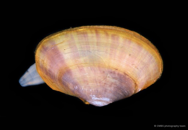 Tellinides sp. "e24c92c5" • © CMBS photography team • All Rights Reserved