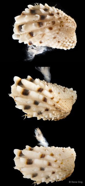 Cardita variegata • © Rene Ong • All Rights Reserved
