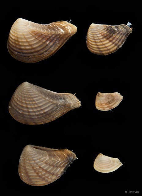 Bathytormus radiatus • © Rene Ong • All Rights Reserved