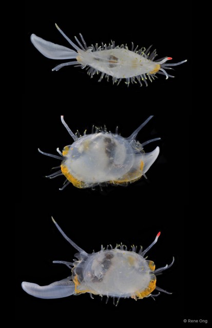 Galeommatidae sp. "10" • © Rene Ong • All Rights Reserved