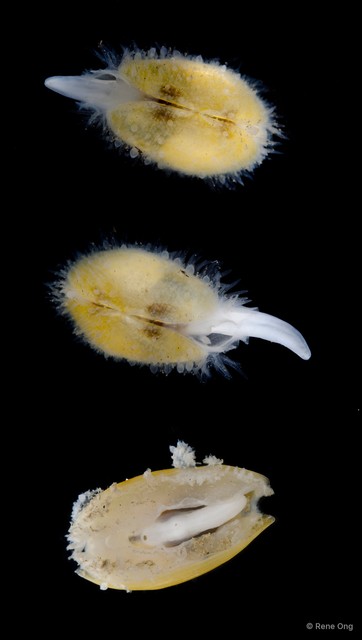 Galeommatidae sp. "14" • © Rene Ong • All Rights Reserved
