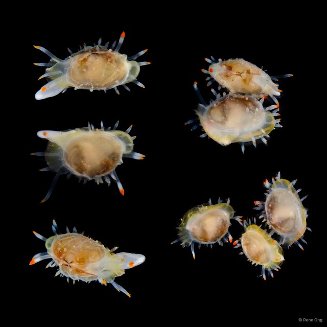 Galeommatidae sp. "15" • © Rene Ong • All Rights Reserved