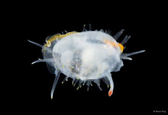 Galeommatidae sp. "4" • © Rene Ong • All Rights Reserved