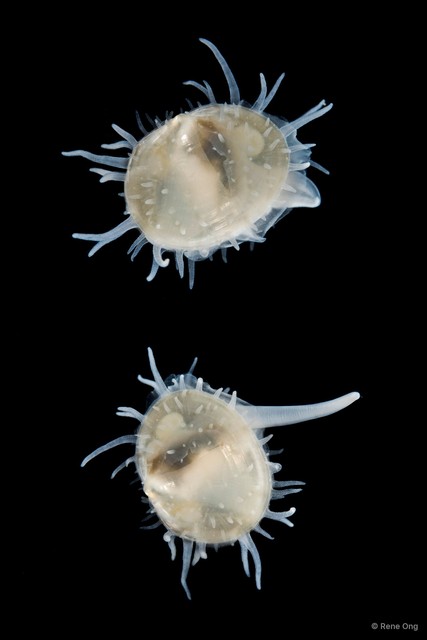 Galeommatidae sp. "5" • © Rene Ong • All Rights Reserved