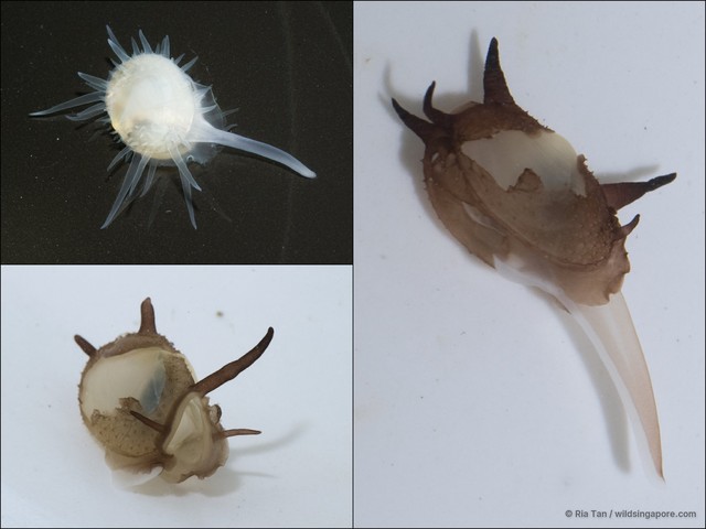 Galeommatidae sp. "97ccaf9a" • © Ria Tan • All Rights Reserved
